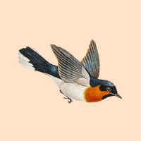 Logo s létajícím ptákem